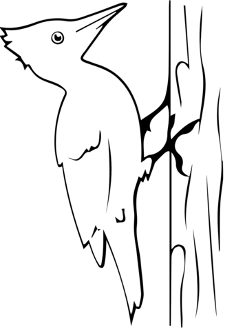 Pileated Woodpecker Coloring Page